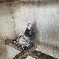 کبوتر پرشی نر|پرنده|نکا, |دیوار