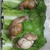 حلزون|خزنده|رفسنجان, |دیوار