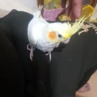 جوجه عروس هلندی رام