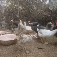 فروش ۱۳ عدد بوقلمون نر وماده|حیوانات مزرعه|رودسر, |دیوار