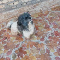 سگ پشمالو|سگ|کارون, |دیوار