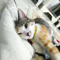 واگذاری گربه بازیگوش و رام شده خانگی