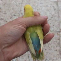 کوتوله برزیلی و فنچ نرگسی