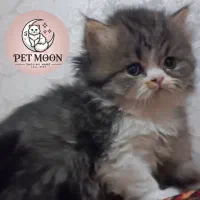 گربه بریتیش اصیل خانگی|گربه|شیراز, ارم|دیوار