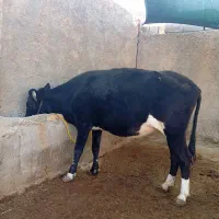 گاو 7 ماه آبستن|حیوانات مزرعه|دره شهر, |دیوار