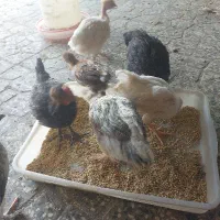 جوجه محلی اصل 5تامانده