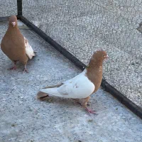 سینه زرد جفتی|پرنده|شیراز, تندگویان|دیوار