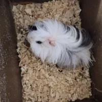 خوکچه هندی همستر