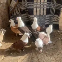 پرنده|پرنده|اسفراین, |دیوار