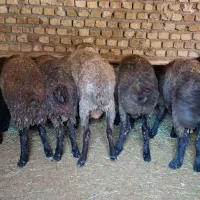 دونه ای 35کیلو