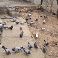 چند جفت کفتر پر معامله با مرغ یا غاز