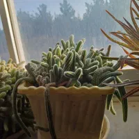 گل کاکتوس فروشی|گل و گیاه طبیعی|شاهرود, |دیوار