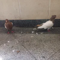 دو جفت سینه ای|پرنده|تهران, ازگل|دیوار