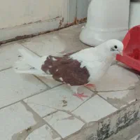 کبوتر نر