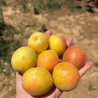 باغ-واقع-در-روستای-ساحلی-آغچه