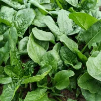 اسفناج F1 هلندی