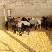 28راس زایده 5راس ابستن|حیوانات مزرعه|قنوات, |دیوار