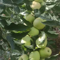 سیب درختی مزه دار