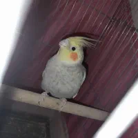 پرنده