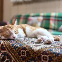 بچه گربه نارنجی ماده
