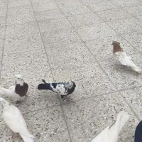 کفتر طوقی . زاغ . سفید پاک . کله سرخ