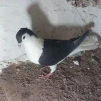 کبوتر درست|پرنده|بیرجند, |دیوار