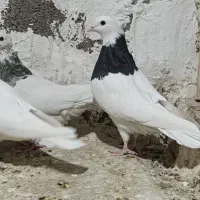 طوقی الماسی|پرنده|پیر سلیمان, |دیوار