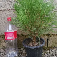 کاج سبز فشرده|گل و گیاه طبیعی|واجارگاه, |دیوار