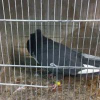 کفتر قارا قزوینی و سینه سیاه