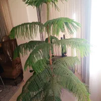گل ،کاج  طبیعی ، قیمت 2200