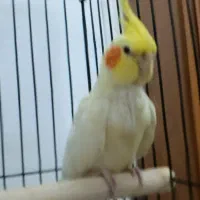 عروس هلندی نر یک سال و دو ماه