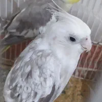 عروس هلندی