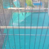 یجفت مرغ عشق