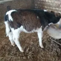 گوساله سیمینتال