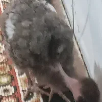 چهارعدد جوجه گردن ریت