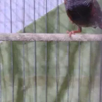 فنچ کینگ اورنج|پرنده|ری, دولت‌آباد|دیوار