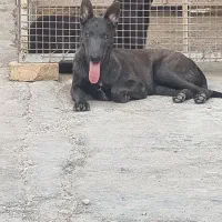 سگ مالینویز  ماده ۱۲ ماه