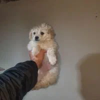 سگ شیتزو دو ماهه ماده|سگ|نوشهر, |دیوار