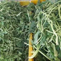 نیرو خانم مغازه سبزی خردکنی|استخدام بازاریابی و فروش|کاشان, قطب راوندی|دیوار