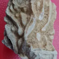 فسیل|کلکسیون اشیاء عتیقه|یزد, |دیوار