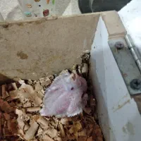 جوجه البینو سرلاکی