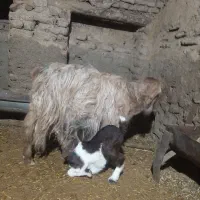 بزدوقلو زا لون سالم وشیرا|حیوانات مزرعه|بروجرد, |دیوار