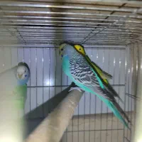 حدود ده جفت مرغ عشق هلندی چشم سرخ همه دستی و مولد|پرنده|شاهین‌شهر, شهرک گلدیس|دیوار