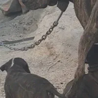 فروش سگ پیت بول ۶ ملیون