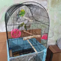 مرغ عشق|پرنده|مشهد, طلاب|دیوار