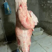 نصف لاشه بره نرینه گرم تازه