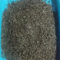 زیره کوهی
