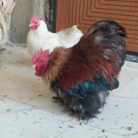 مرغ و خروس