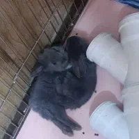 خرگوش لوپ پشمالو|موش و خرگوش|چابهار, |دیوار