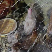 جوجه مرغ و خروس